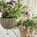 Image of Diascia barberae
