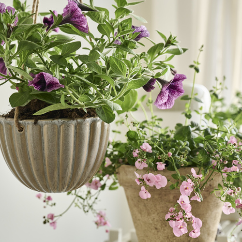 Diascia Scrophulariaceae (442464)
