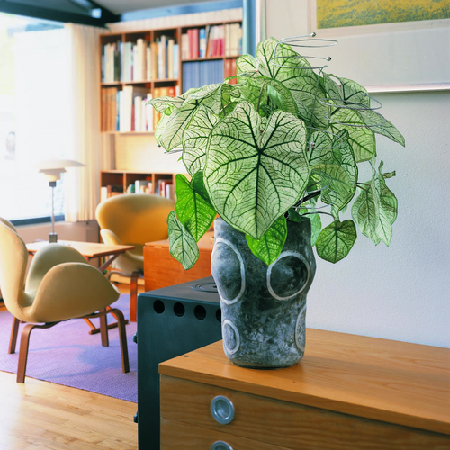 Caladium Araceae (7292)