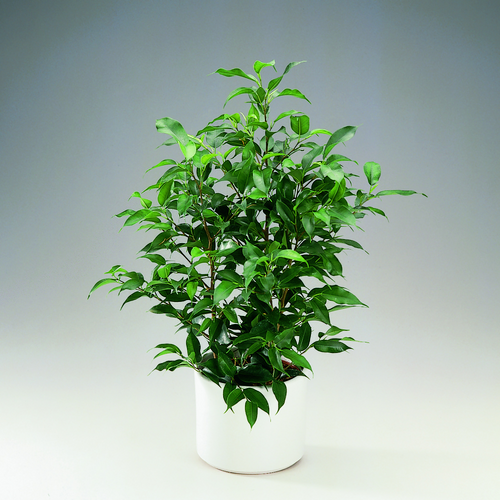 Image of Ficus benjamina
