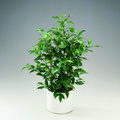 Image of Ficus benjamina