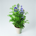 Image of Polemonium caeruleum
