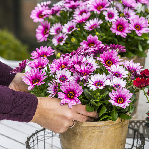 SUNNY Osteospermum Atilla Osteospermum Asteraceae (12082)
