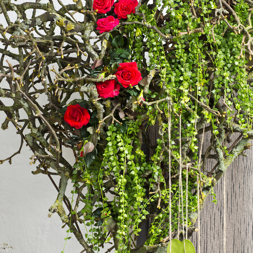 Image of Dischidia ruscifolia