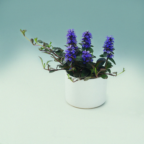 Image of Ajuga reptans