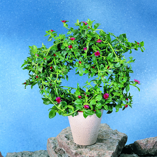 58b-aptenia cor Aptenia Aizoaceae (6562)