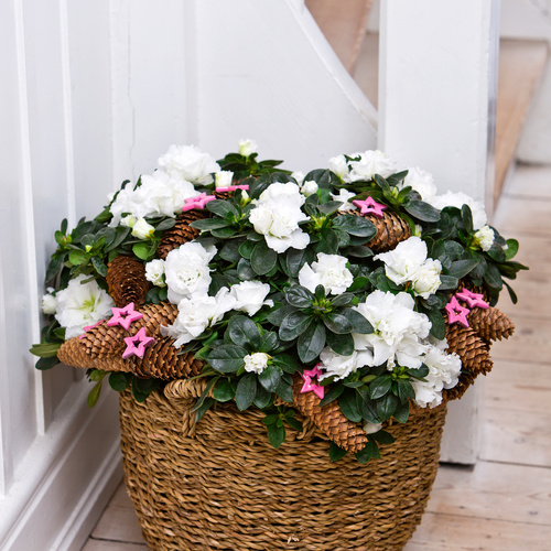 Rhododendron simsii Rhododendron Ericaceae (13287)