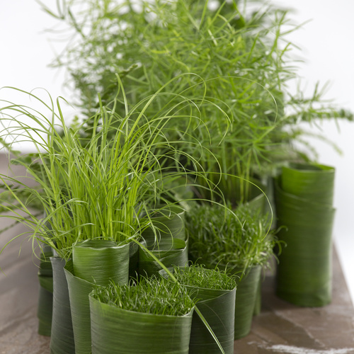 Sagina procumbens Sagina Caryophyllaceae (14148)