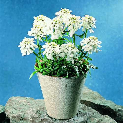 Image of Iberis sempervirens