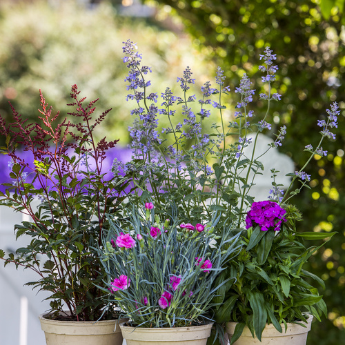Dianthus caryophyllus-Dianthus barbutus-Astilbe-Nepeta 3068 Dianthus Caryophyllaceae (8697)