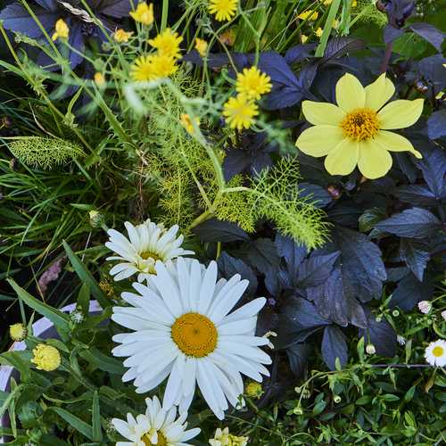 Helianthus Compositae (440638)