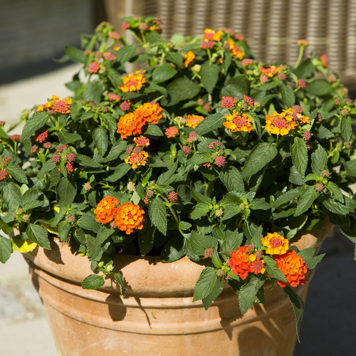 Lantana Verbenaceae (11389)