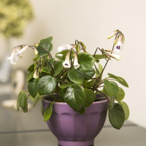 Chirita Gesneriaceae (8000)