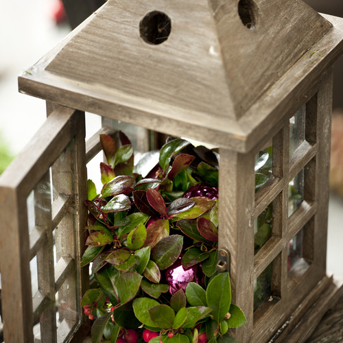 Gaultheria Ericaceae (9694)