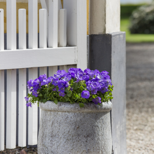 Campanula Campanulaceae (7372)