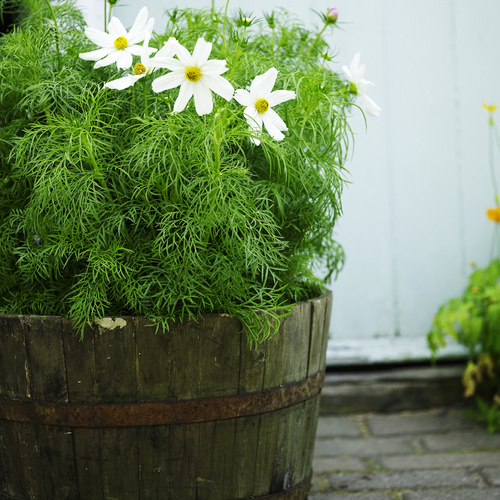 Cosmos Asteraceae (8291)