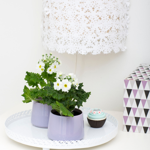 Primula Primulaceae (12947)