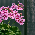 Image of Pelargonium grandiflorum