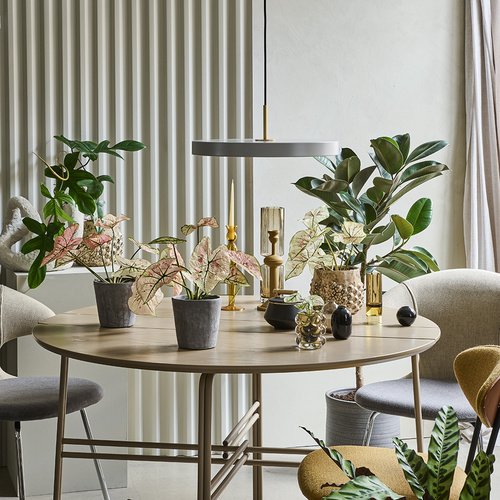 Image of Caladium bicolor hybrid