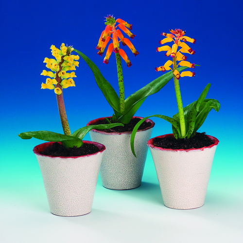 Image of Lachenalia aloides