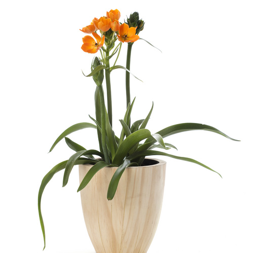 Image of Ornithogalum dubium
