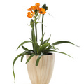 Image of Ornithogalum dubium
