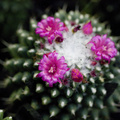 Image of Mammillaria magnimamma