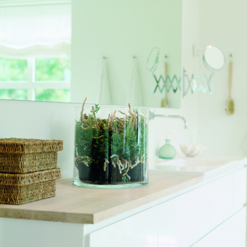 Image of Humata tyermannii