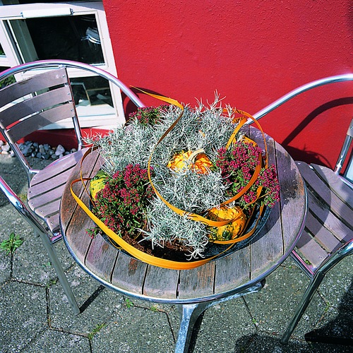 2451a34-efteraar2003 Crassula Crassulaceae (8383)