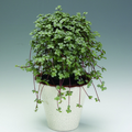 Image of Pilea libanensis