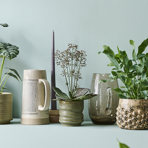 Image of Calathea picturata