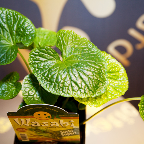 Image of Wasabia japonica