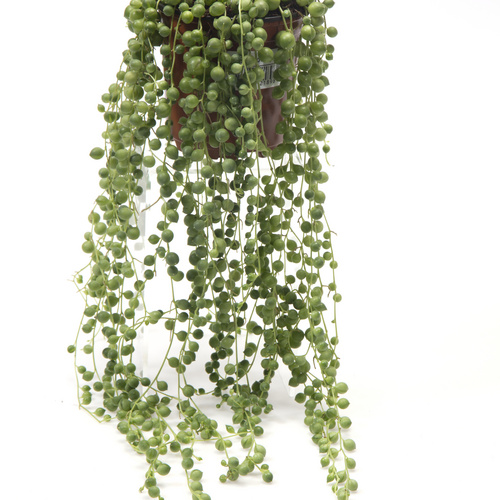 Senecio Compositae (14752)