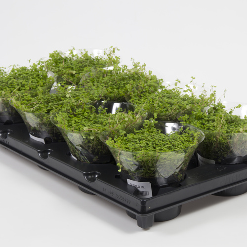 Soleirolia Urticaceae (14833)