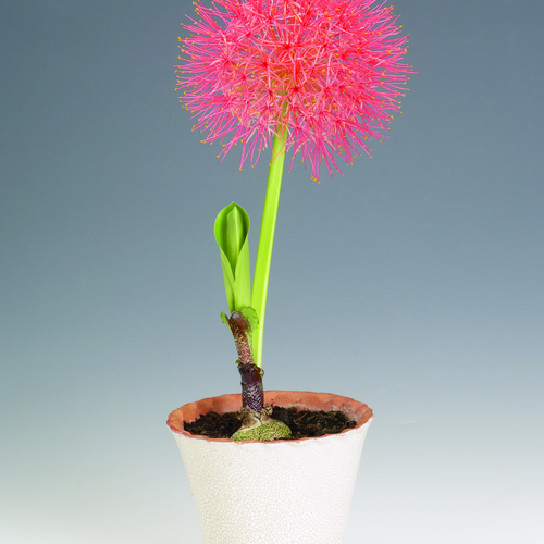 Image of Scadoxus multiflorus