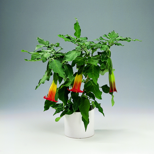 Image of Datura sanguinea