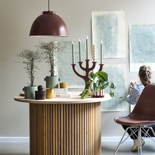 Philodendron Araceae (442064)