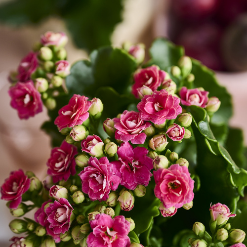 Kalanchoe Crassulaceae (442471)