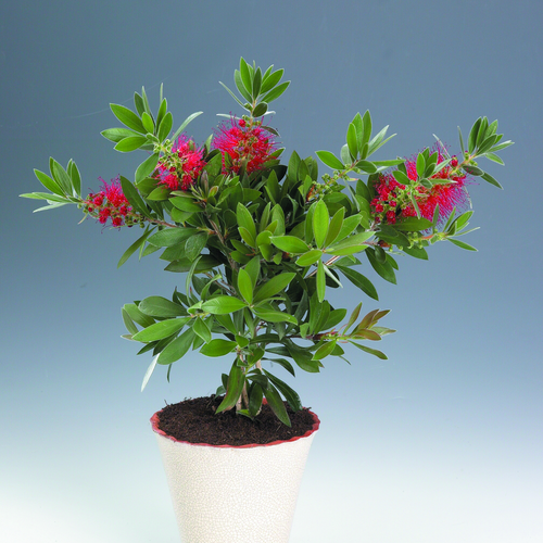 Image of Callistemon citrinus