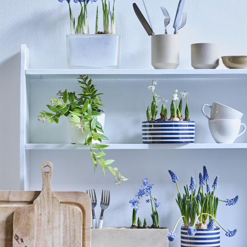 Image of Scilla siberica