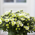 Image of Chrysanthemum indicum