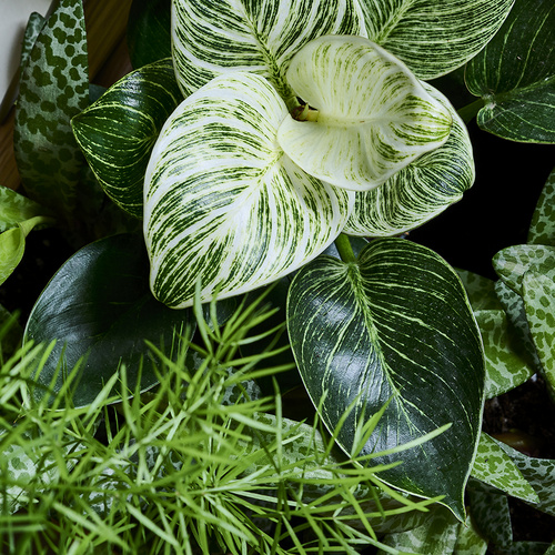 Image of Calathea sanderiana