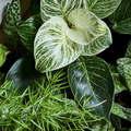 Image of Calathea sanderiana