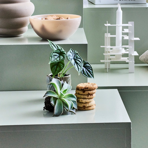 Image of Echeveria madiba