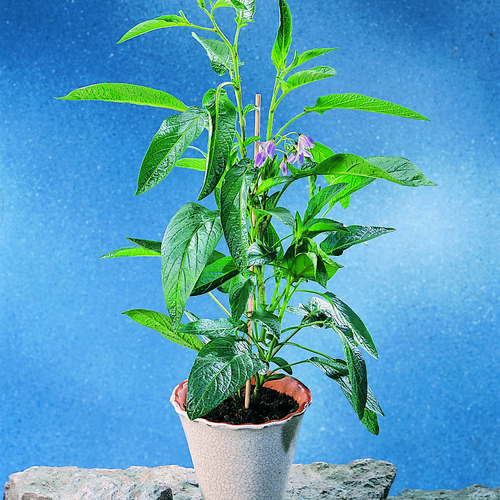 Image of Solanum muricatum