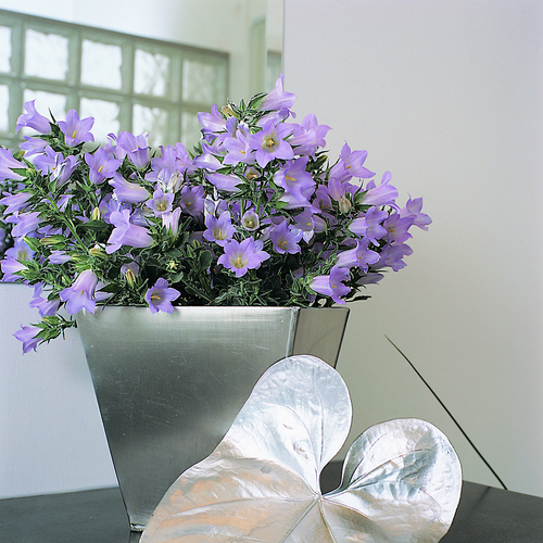 Image of Campanula longistyla