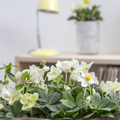 Image of Helleborus hybrid