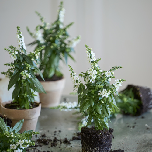 Image of Angelonia hybrid
