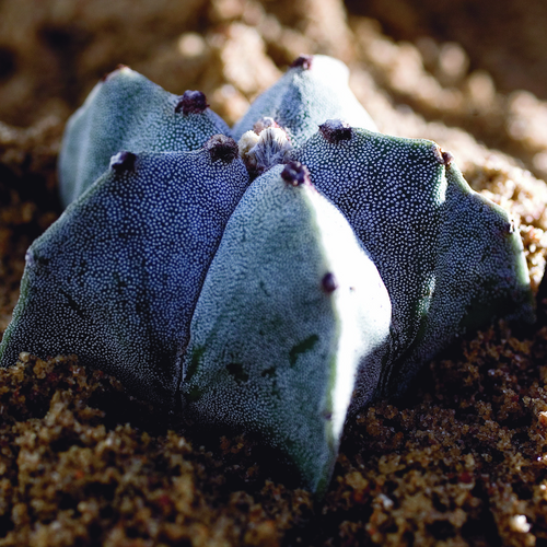 Image of Astrophytum myriostigma