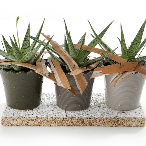 Aloe Asphodelaceae (6411)